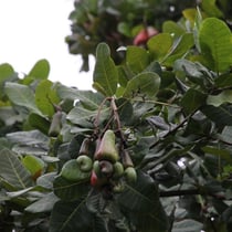 Cashew-Baum