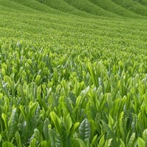 春野の茶畑