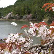 新宮池の桜