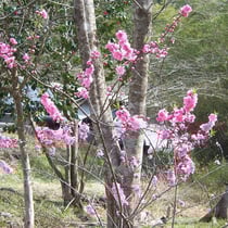 くまの親子の花桃