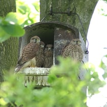 Erfolgreiche Turmfalkenbrut in Kasten