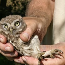Steinkauz wird beringt