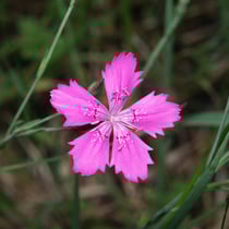 Heidenelke auf Magerrasen