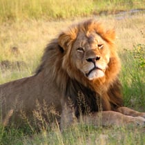 Ein Grossildjäger tötete den Löwen Cecil.   