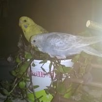 Verwütscht! 'Thönder' und 'Storm' bei ihrer Lieblingsbeschäftigung Schnäbeli wetzen