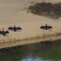 Kormorane beim Lüften