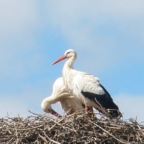 Kleinharrie in Ferragudo