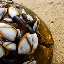 heißen Entenmuscheln sind aber Krebse