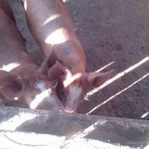 養豚事業の様子