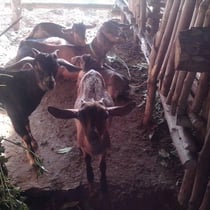 やぎの飼育の様子