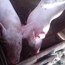 養豚事業の様子