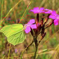 Zitronenfalter (Foto: K. Mueller LBV-Bildarchiv)