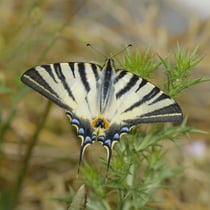 Segelfalter (Foto: C. Bosch LBV-Bildarchiv)