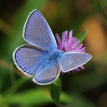Hauhechel-Bläuling (Foto: Dr. E. Pfeuffer LBV-Bildarchiv)