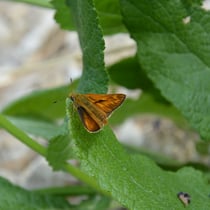 Rostfarbiger Dickkopffalter (Foto: F. Durst)