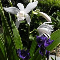 シラン　ホワイト