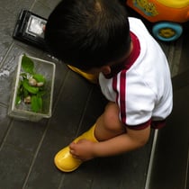 アジサイ　かたつむり