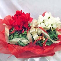 ￥5000　42x34x23　シクラメン寄せ鉢