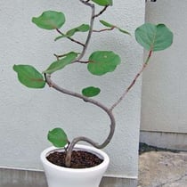 ￥11000  68×139x69　シーグレープ