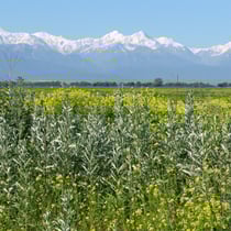 Kaukasus Juni 2004 © Robert Hansen