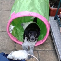 ... den Tunneleingang bewachen ...