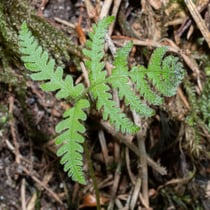 Buchenfarn  •  Phegopteris connectilis.  © Françoise Alsaker