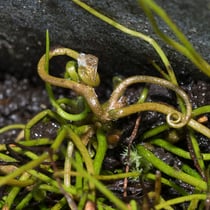 Pillenfarn  •  Pilularia globulifera. Die jungen Wedel sind spiralig eingerollt. © Françoise Alsaker