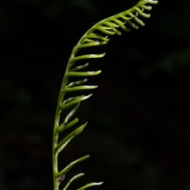 Rippenfarn  •  Struthiopteris spicant / Blechnum spicant. Junges fertiles Blatt. © Françoise Alsaker