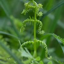Sumpffarn  •  Thelypteris palustris. Bei diesem jungen fertilen Blatt sind die umgerollten Ränder der Abschnitte gut zu sehen. © Françoise Alsaker