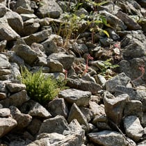 Alpen-Wimperfarn  •  Woodsia alpina. In einer Silikatschutthalde. © Wolfgang Bischoff