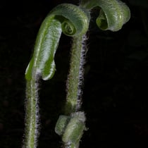 Hirschzunge  •  Asplenium scolopendrium / Phyllitis scolopendrium.  © Françoise Alsaker