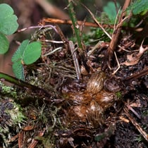 Breiter Wurmfarn  •  Dryopteris dilatata. Oktober. © Françoise Alsaker