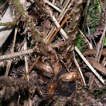 Schuppiger Wurmfarn  •  Dryopteris affinis Im August aufgenommen. © Françoise Alsaker