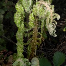 Brauns Schildfarn  •  Polystichum braunii. Bei den Schildfarnen sind die jungen Blätter kurz vor dem vollständigen Entrollen nach außen gebogen. Botanischer Garten Bern, im April. © Françoise Alsaker