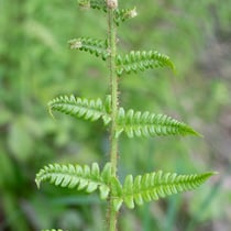 Echter Wurmfarn  •  Dryopteris filix-mas.  © Françoise Alsaker