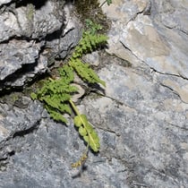 Zierlicher Wimperfarn  •  Woodsia pulchella. Der Zierliche Wimperfarn wächst meist in Kalkfelsspalten; hier mit der Echten Mondraute (Botrychium lunaria). © Françoise Alsaker