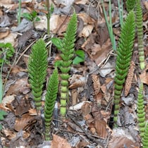 Riesen-Schachtelhalm  •  Equisetum telmateia. Junge sterile Sprosse neben alten fertilen Sprossen. © Françoise Alsaker