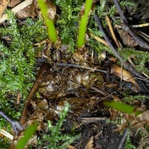 Alpen-Wurmfarn  •  Dryopteris expansa.  © Françoise Alsaker
