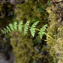 Zerbrechlicher Blasenfarn  •  Cystopteris fragilis.  © Françoise Alsaker