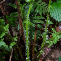 Bergfarn  •  Oreopteris limbosperma.  © Françoise Alsaker