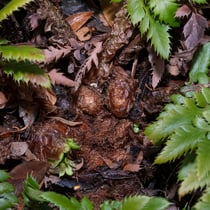 Gelappter Schildfarn  •  Polystichum aculeatum. Im Januar aufgenommen. © Françoise Alsaker