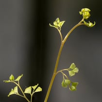 Echter Frauenhaarfarn  •  Adiantum capillus-veneris. Junger Wedel im Botanischen Garten Bern © Françoise Alsaker