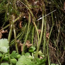 Zierlicher Wimperfarn  •  Woodsia pulchella. Der Blattstiel besitzt bei allen Wimperfarnen unterhalb der Mitte eine kleine, knotige Verdickung (der Blattstiel ist an dieser Stelle um 1/5 dicker). © Françoise Alsaker