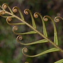 Gebänderter Saumfarn  •  Pteris vittata.  © Françoise Hoffer-Massard