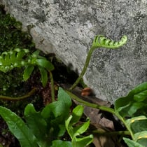 Gallischer Tüpfelfarn  •  Polypodium cambricum. Im Dezember aufgenommen. © Françoise Alsaker