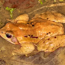 Grasfrosch (Rana temporaria)