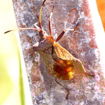 Lederwanze (Coreus marginatus)