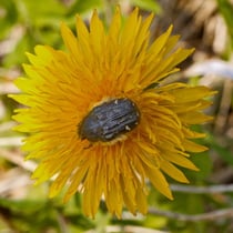 Trauerrosenkäfer (Oxythyrea funesta)