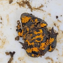 Gelbbauchunke (Bombina variegata)