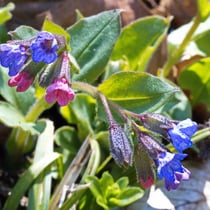 Geflecktes Lungenkraut (Pulmonaria officinalis)